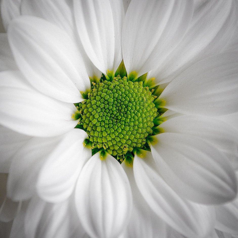 Белый цветок с зеленой серединкой
