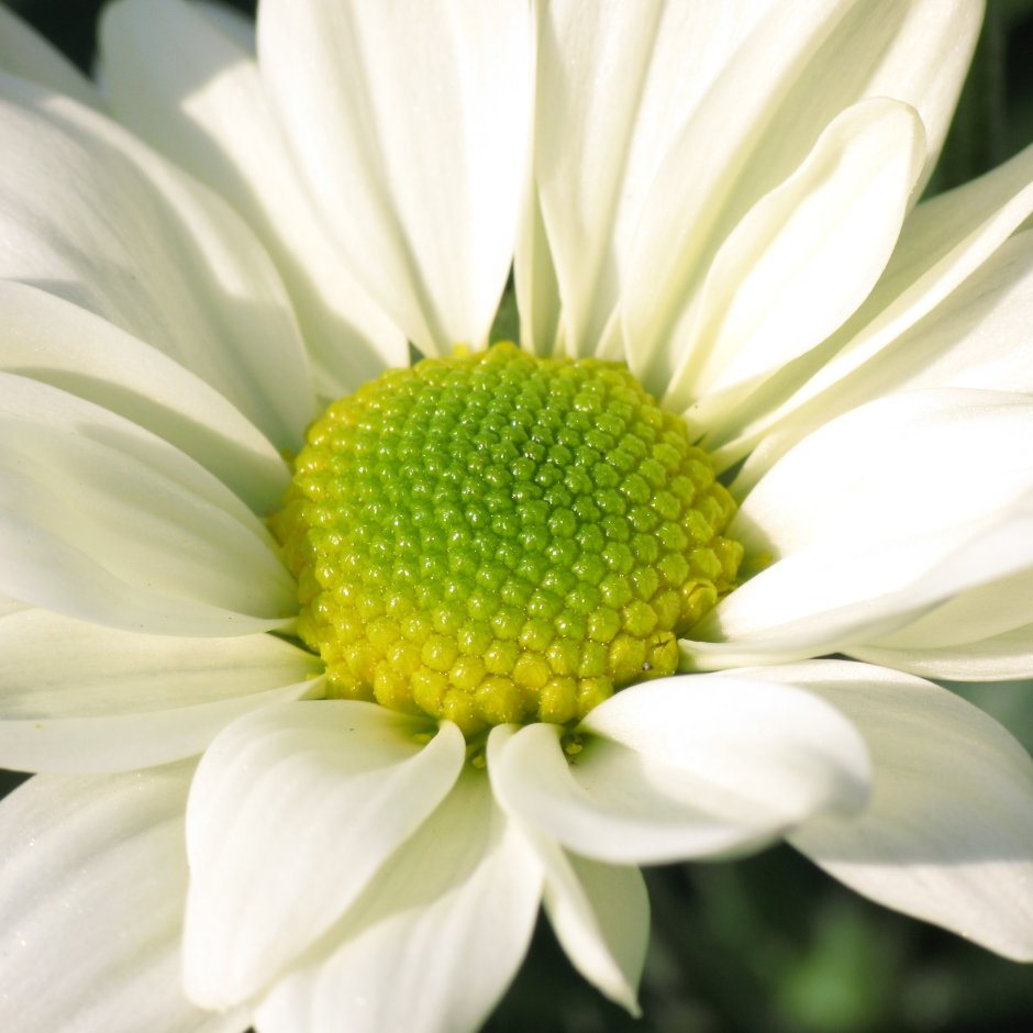 Белые цветы с зеленой серединой