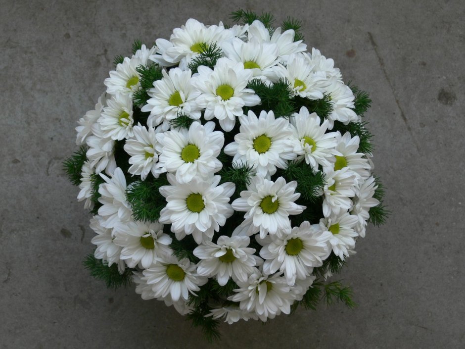 Хризантема мелкоцветковая белая Ромашка