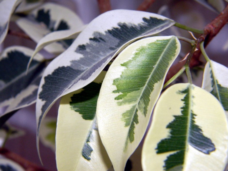 Фикус Бенджамина. Ficus benjamina - CV. Variegata