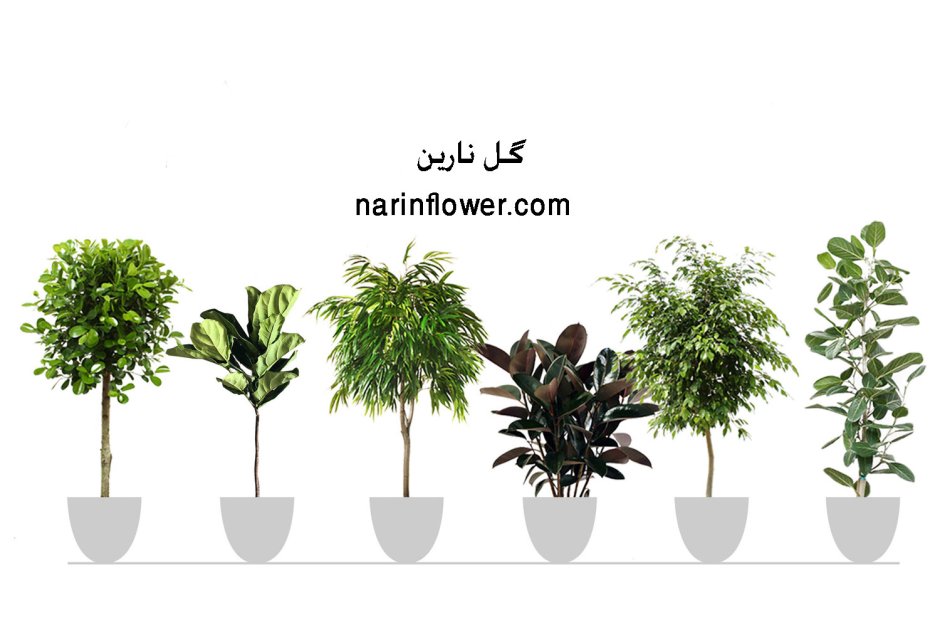 Catalogue houseplants