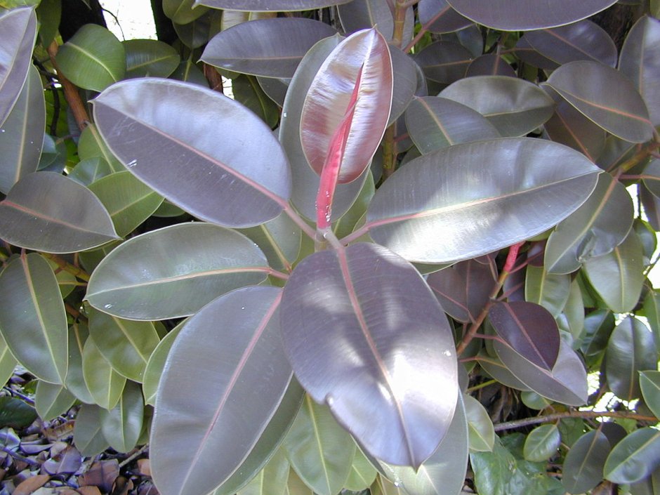 Фикус каучуконосный Ficus elastica