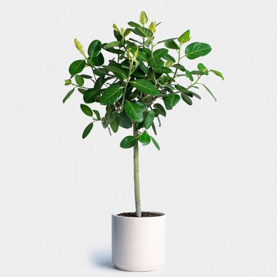 Ficus benghalensis Audrey