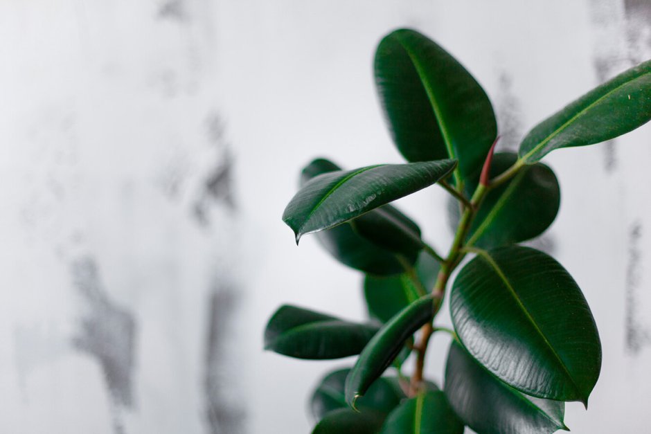 Ficus elastica Leaf isolated