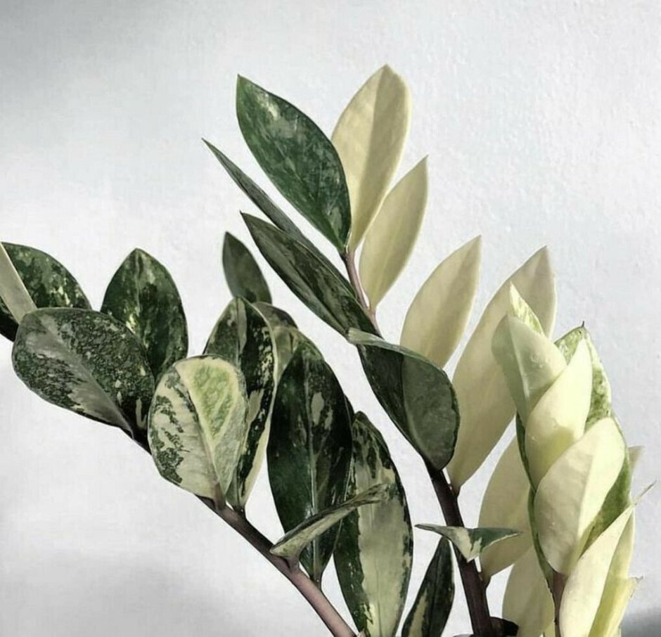 Ficus elastica Leaf isolated