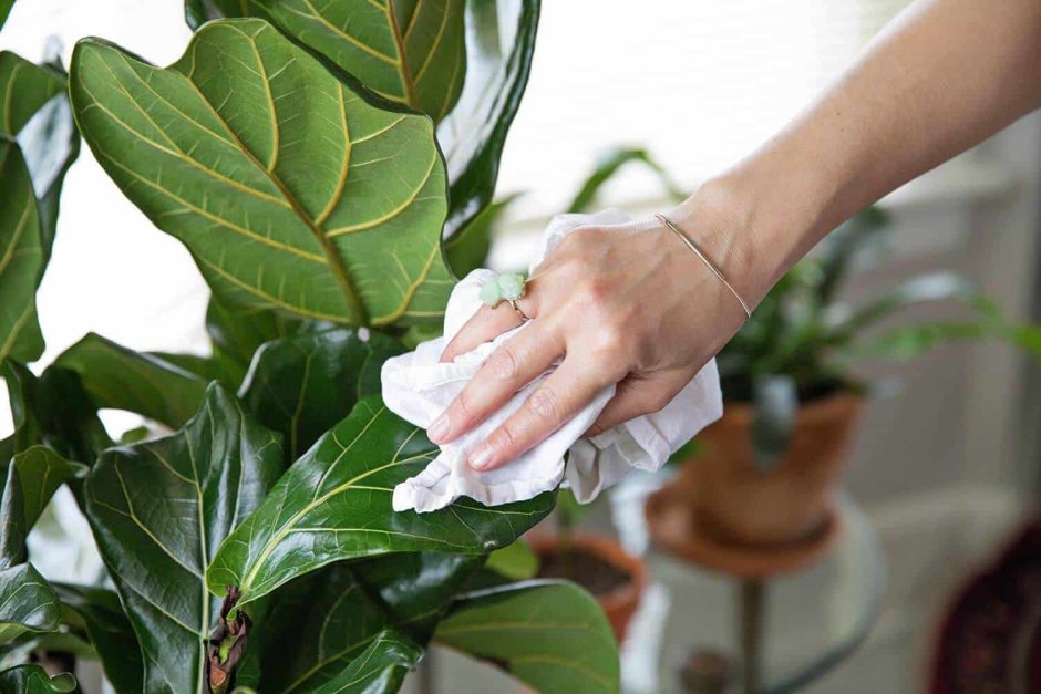 Ficus elastica Leaf isolated texture