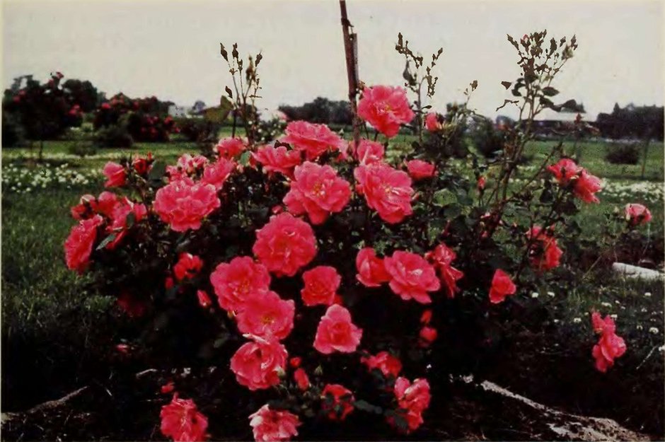 Канадская роза Frontenac