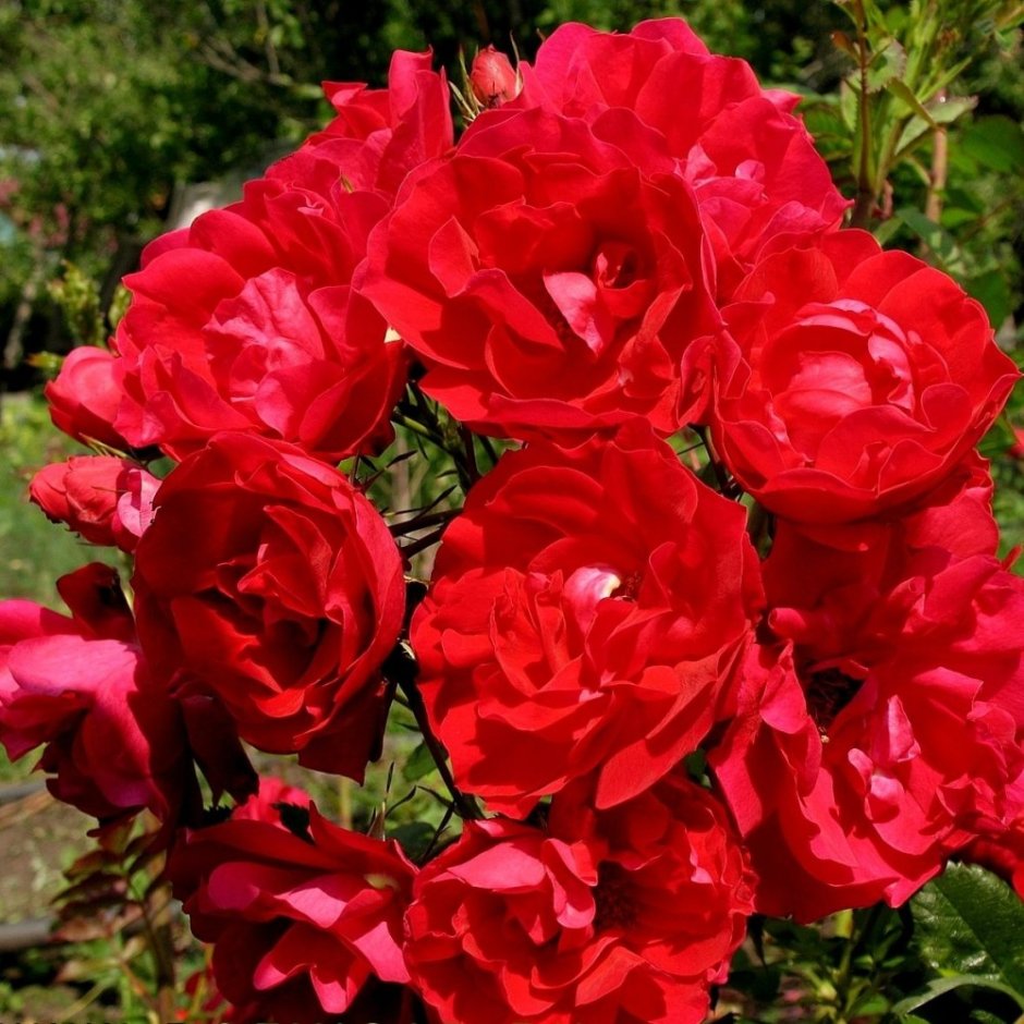 Плетистая роза Джон Дэвис
