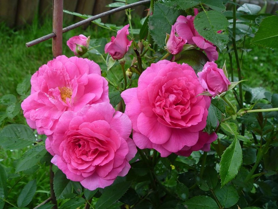 Роза плетистая Мушимара