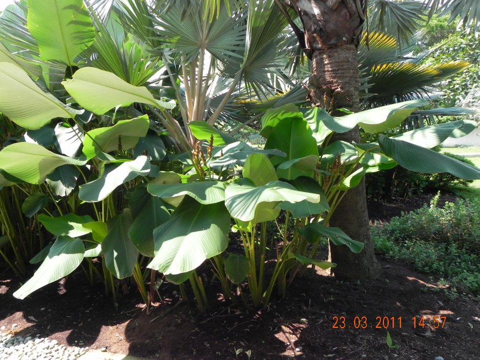 Фикус Бенджамина Шри Ланка Ботанический сад