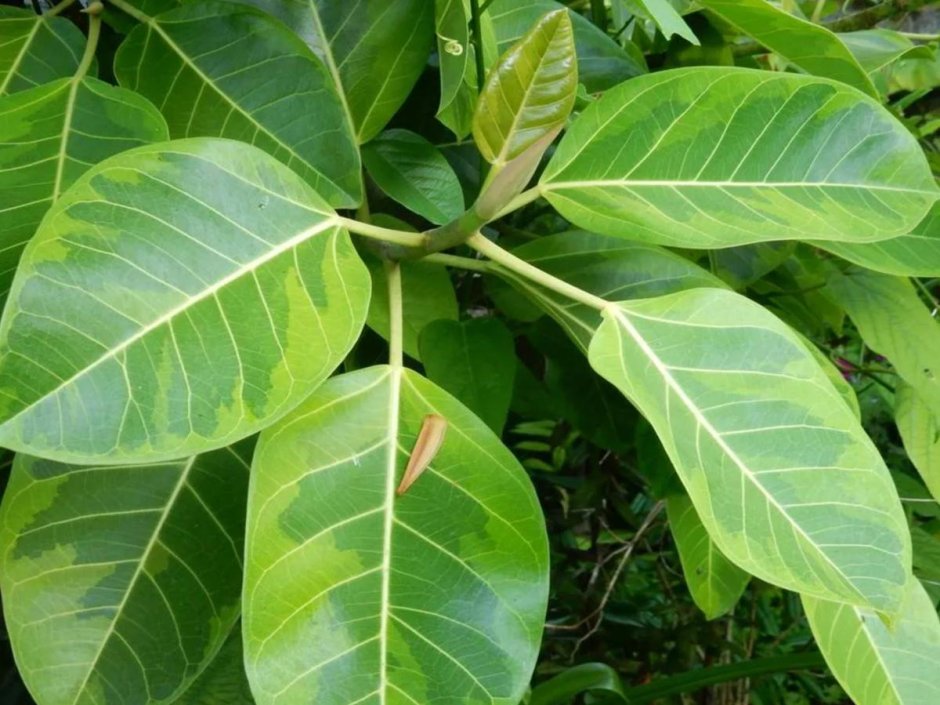 Calathea lutea