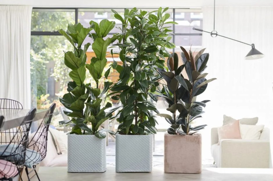 Фикус каучуконосный Ficus elastica