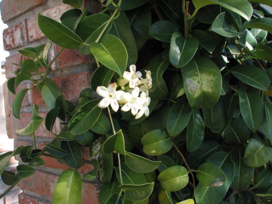 Calathea lutea