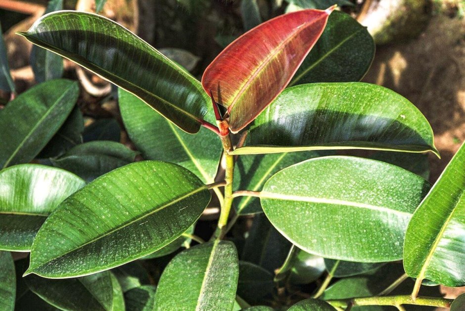 Ficus lyrata Branched