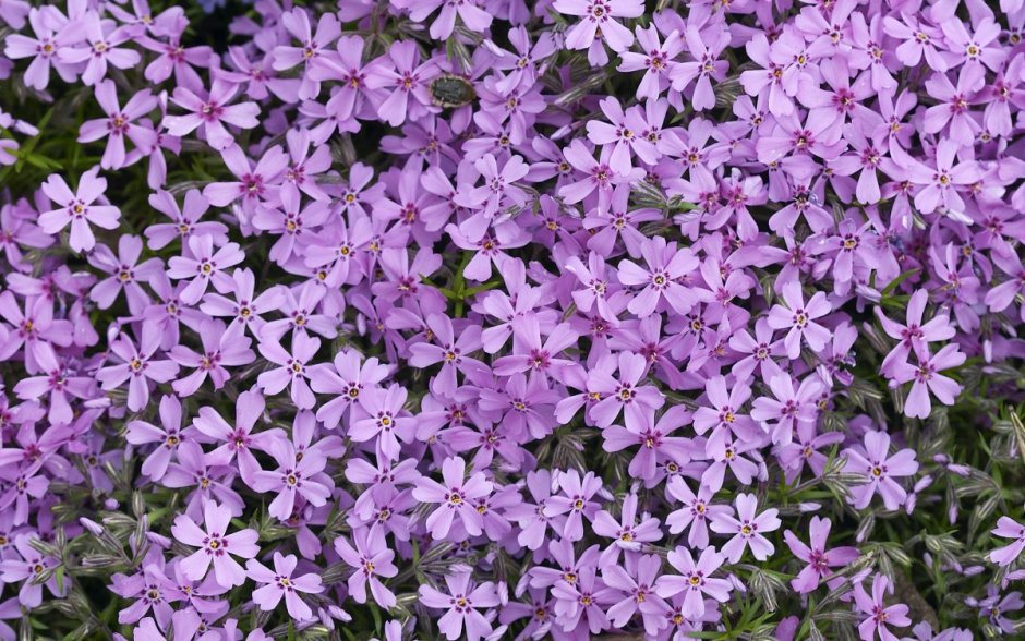 Фиолетовые цветы обои