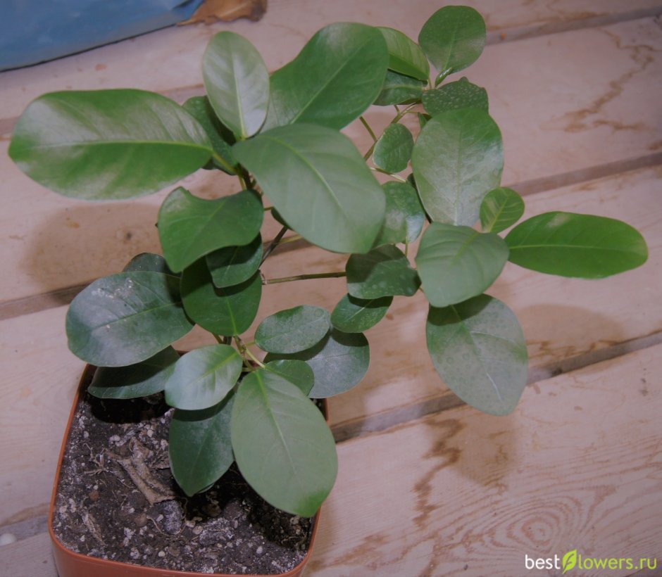 Фикус самшитолистный Ficus buxifolia