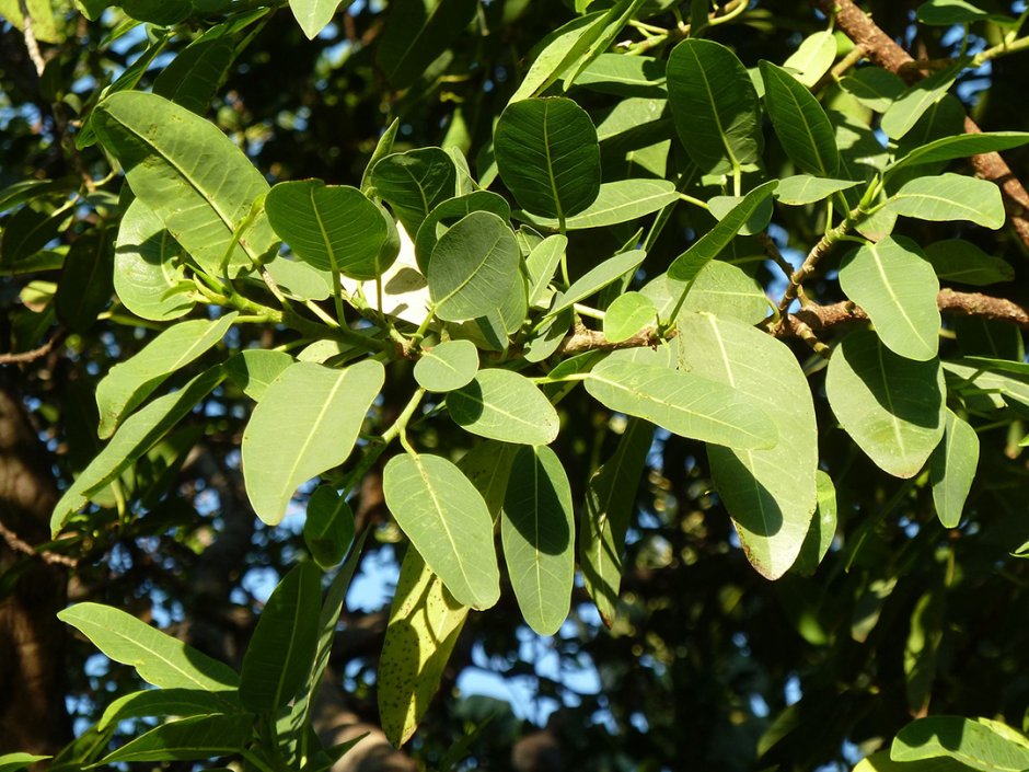 Ficus natalensis (фикус)