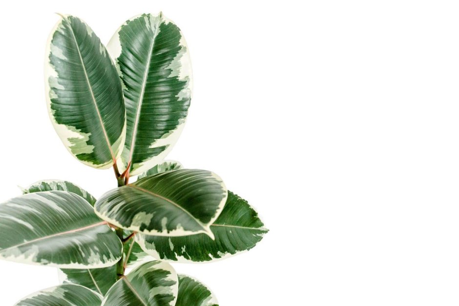 Ficus elastica Leaf isolated