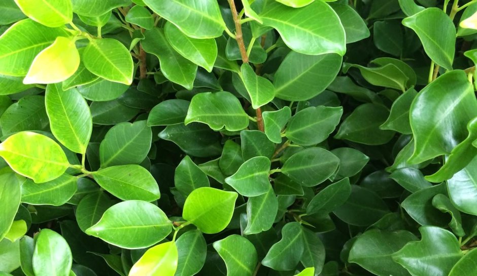 Ficus benghalensis Audrey