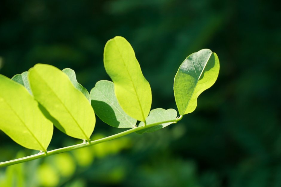 Самшит вечнозеленый Buxus sempervirens