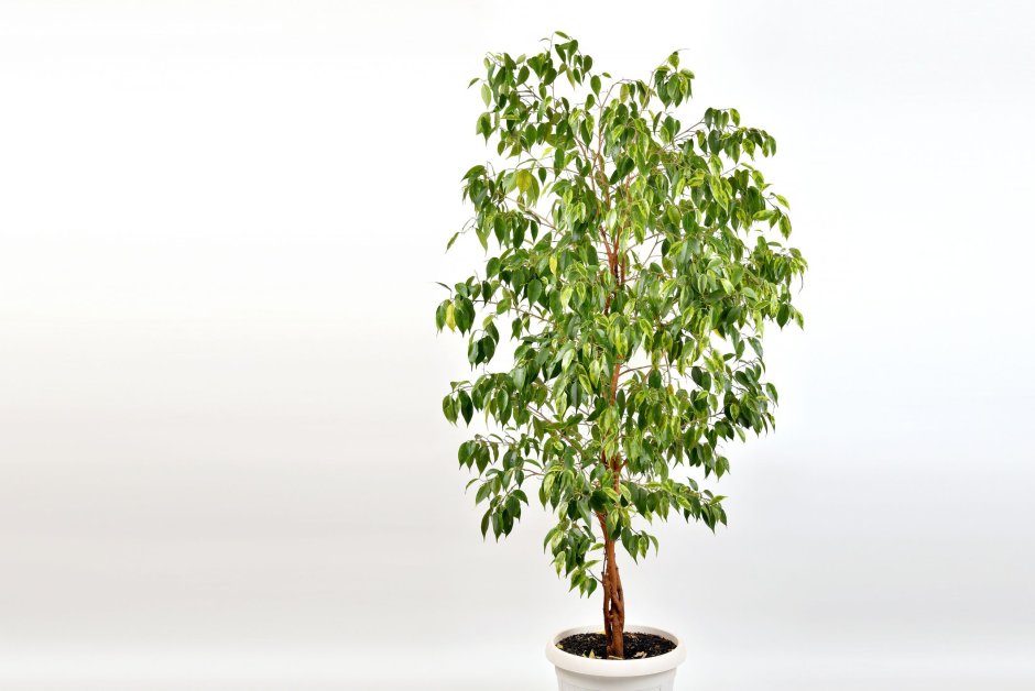 Ficus benjamina Leaf isolated