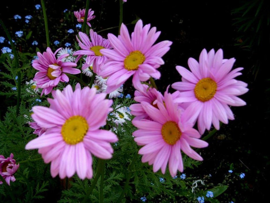 Астра Альпийская (Aster Alpinus)