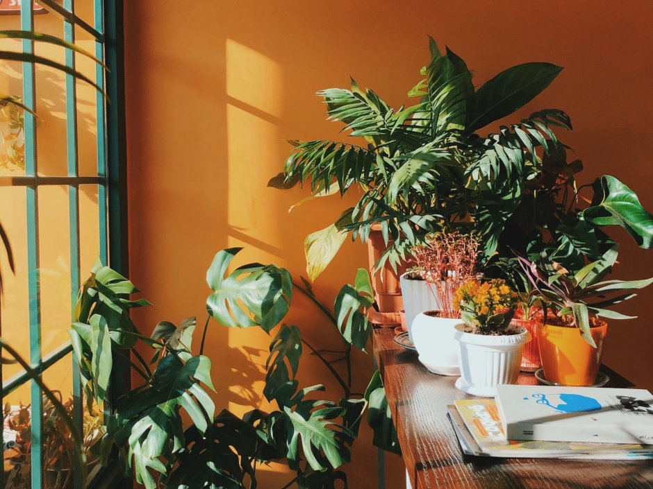 Эстетичная комната с растениями