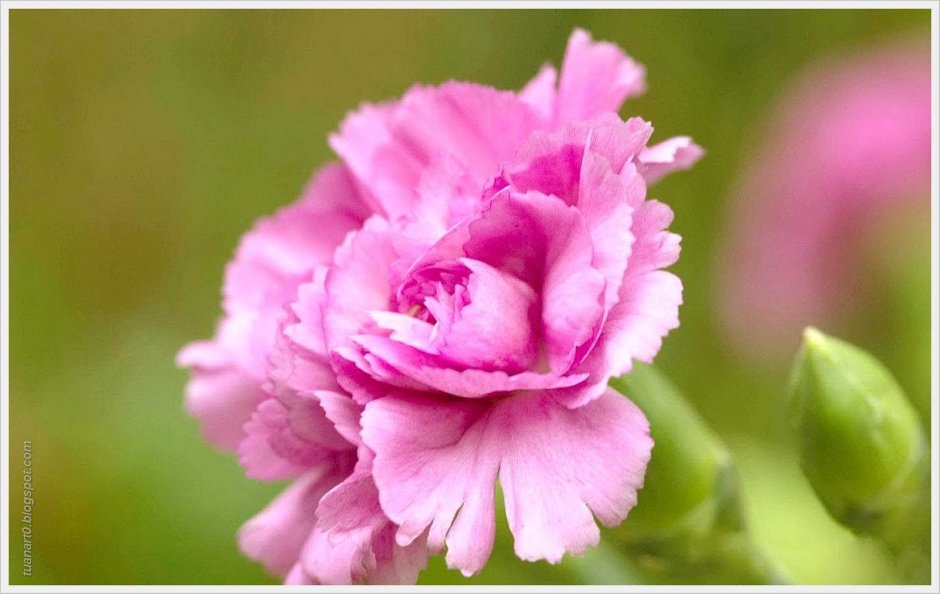 Carnation Flower