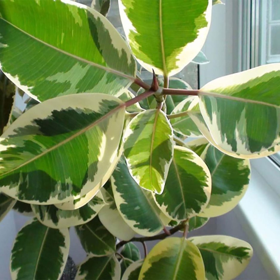 Ficus elastica Roxb. Ex Hornem. Фикус каучуконосный