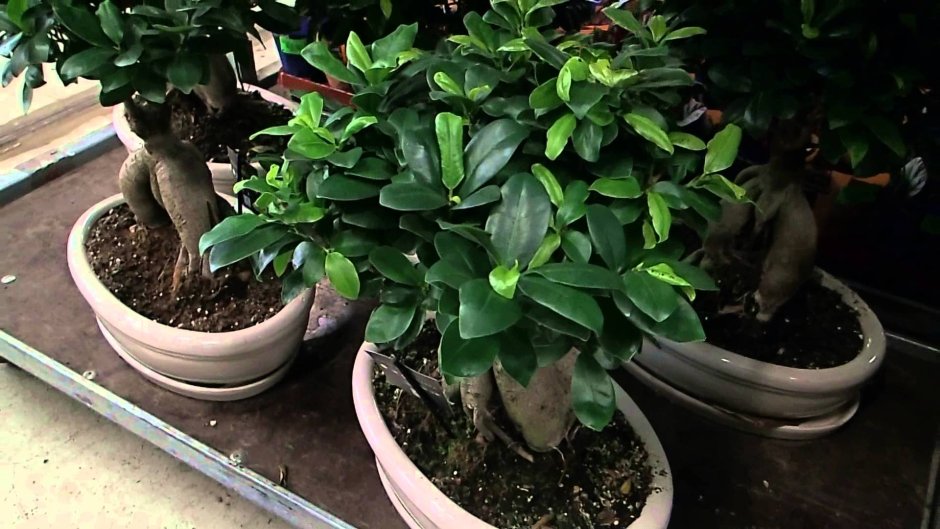 Ficus leaves