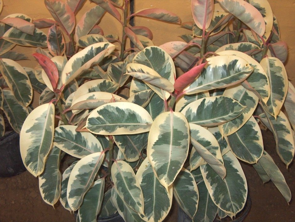 Фикус Бенджамина. Ficus benjamina - CV. Variegata