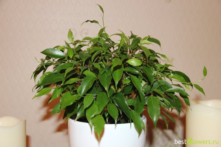 Фикус Николь Ficus Nicole