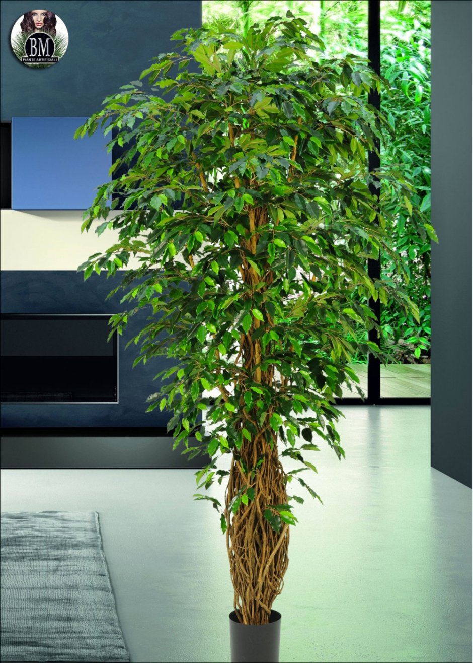 Дерево с листом фикуса