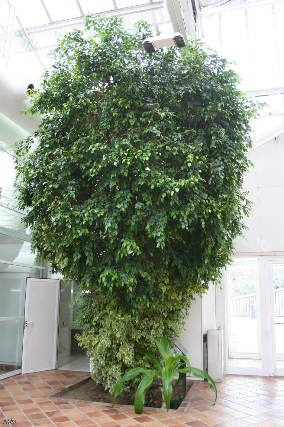 Фикус стреловидный Ficus sagittata