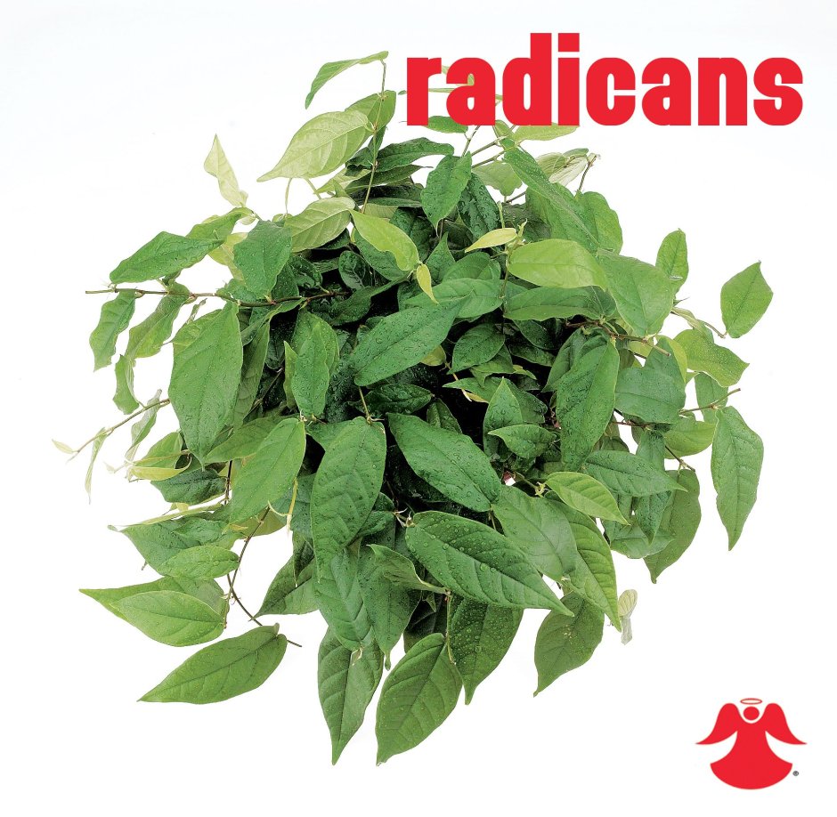 Ficus radicans