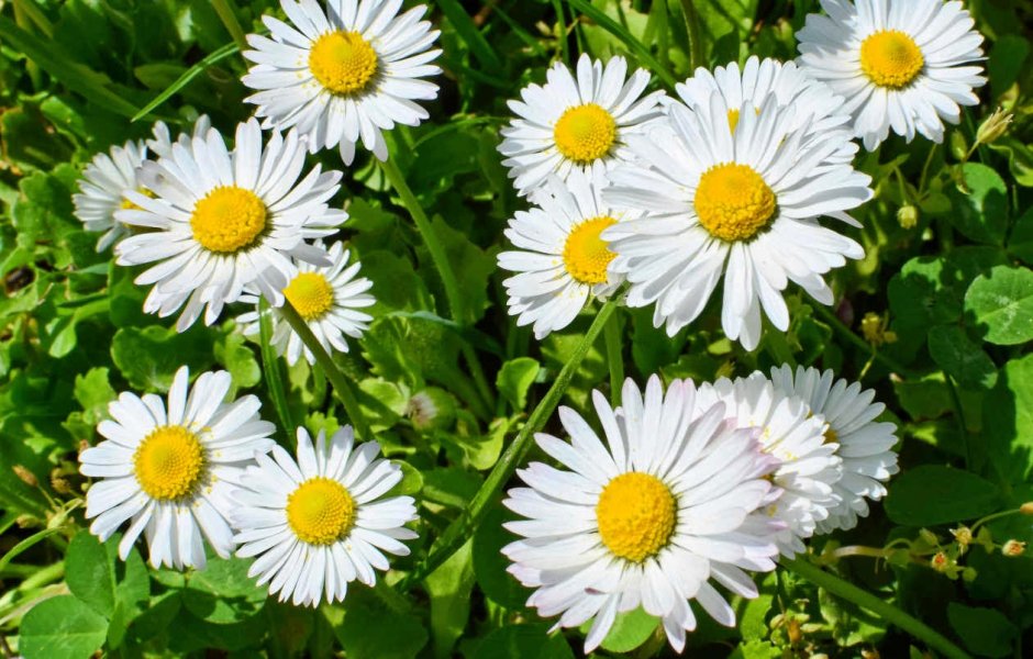 German Chamomile