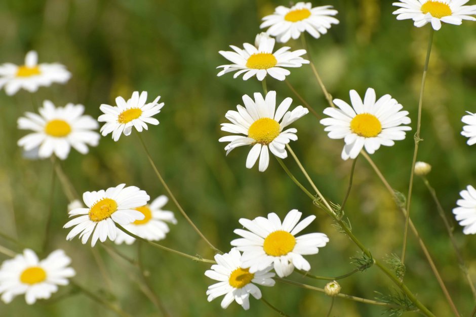 Ромашка (Anthemis Nobilis)