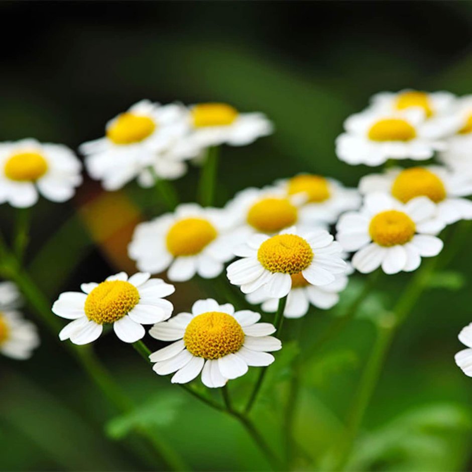 Chamomilla Blanca