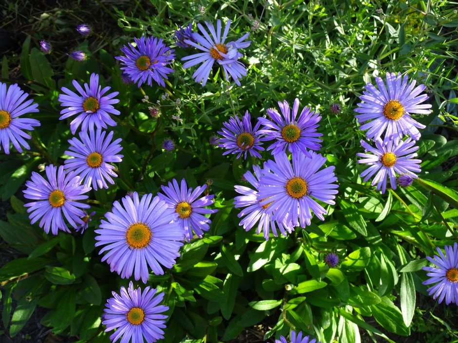 Leucanthemum paludosum