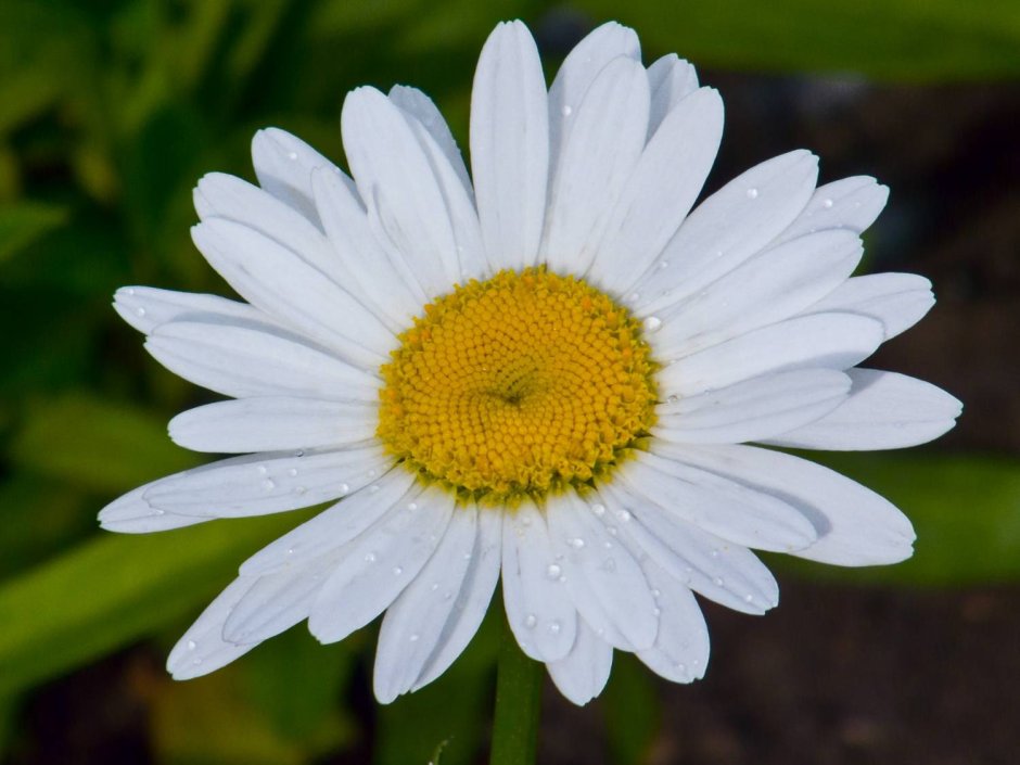 Ромашка Римская (Anthemis Nobilis)