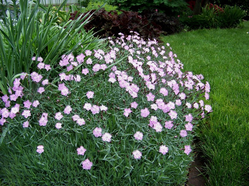 Dianthus gratianopolitanus