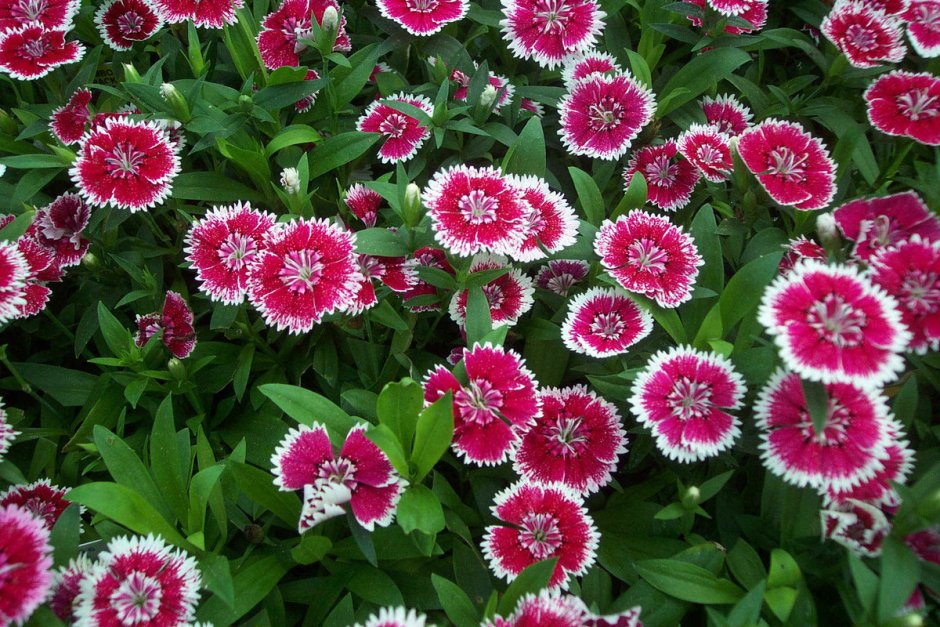 Dianthus chinensis гвоздика китайская