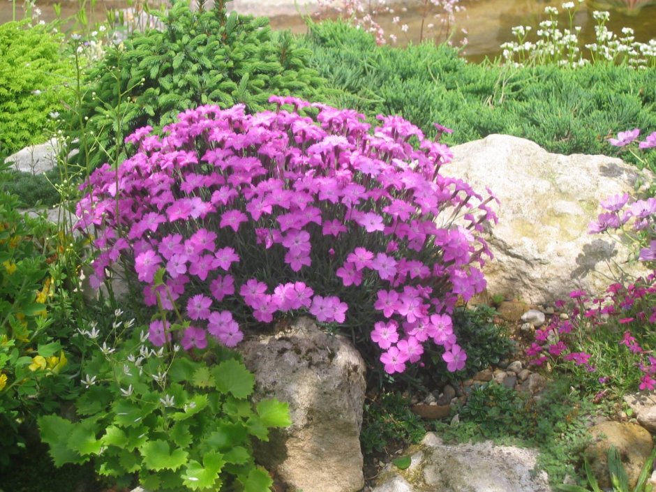 Гвоздика Альпийская Dianthus Alpinus Rubin