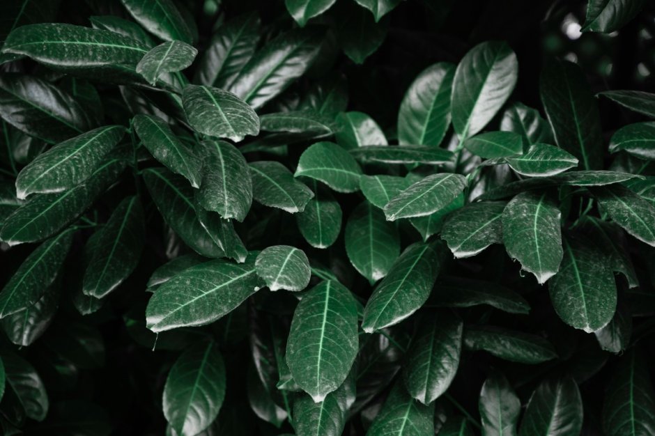 Фикус с темно-зелеными листьями