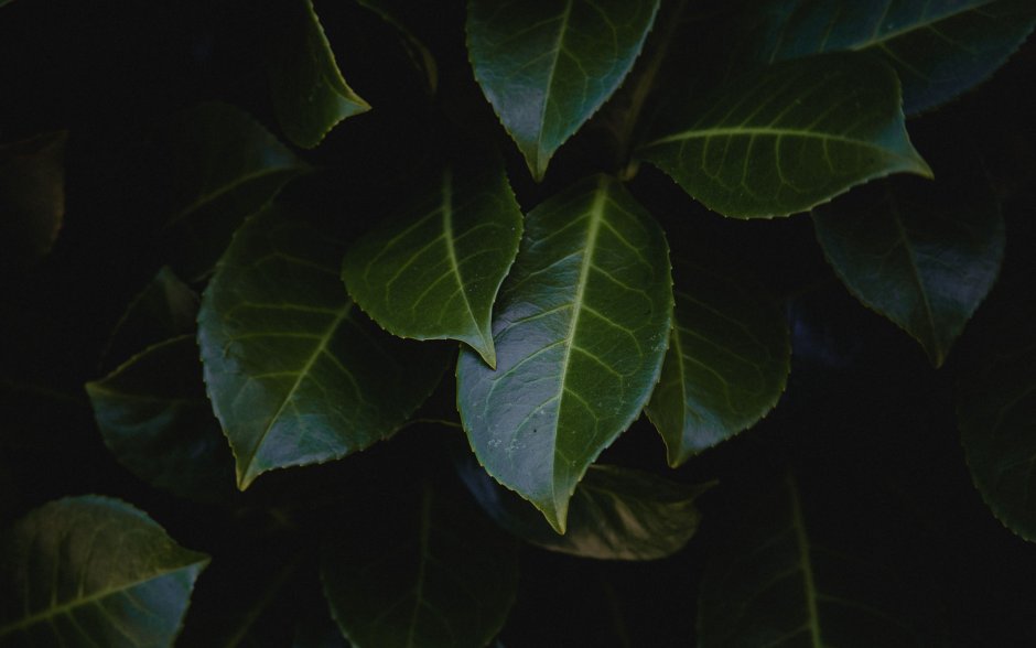 Куст с темными листьями
