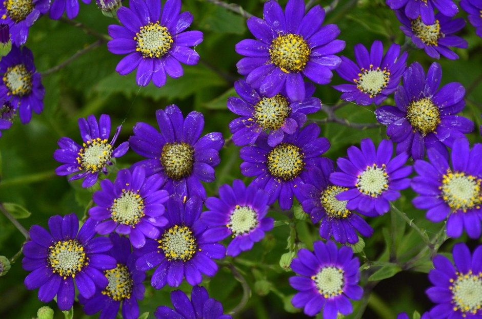 Eleanor Violet Aster