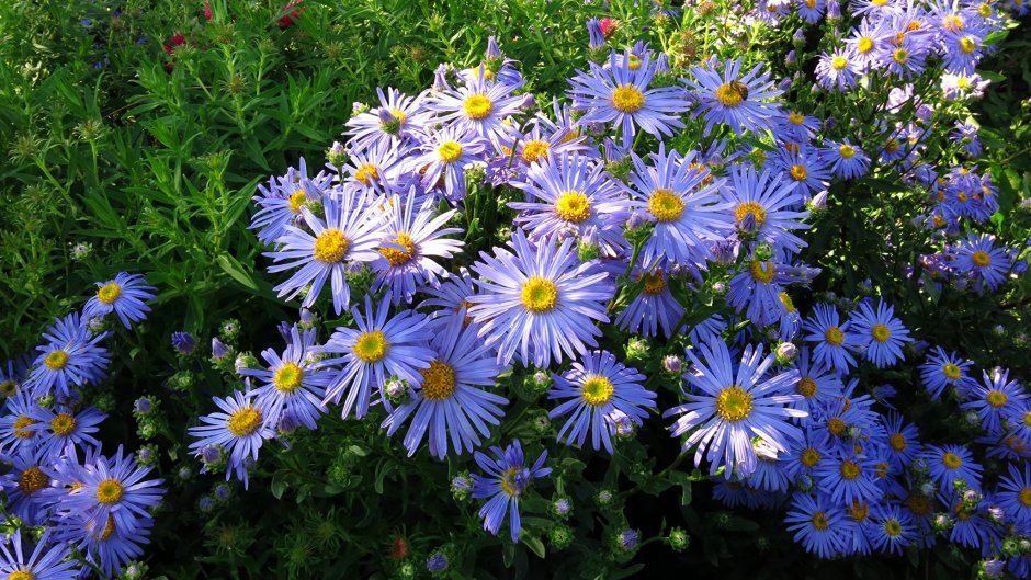 Астра Альпийская (Aster Alpinus &#96;Albus&#96;)