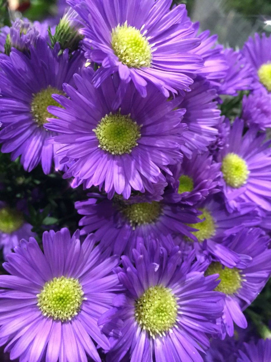 Фиолетовые цветы похожие на ромашки