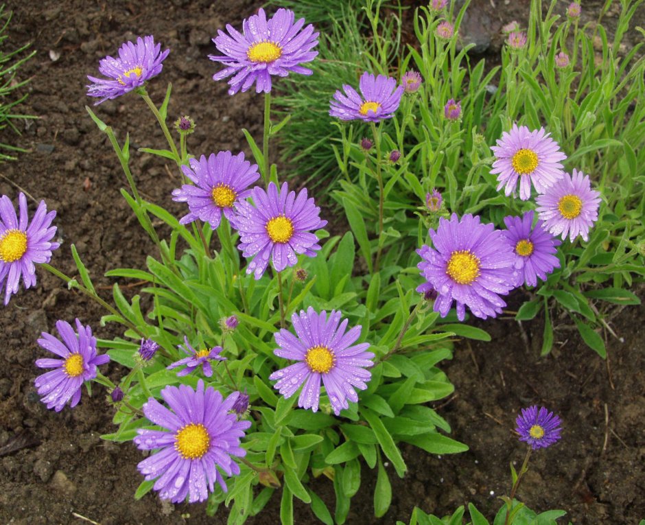 Астра Альпийская (Aster Alpinus)