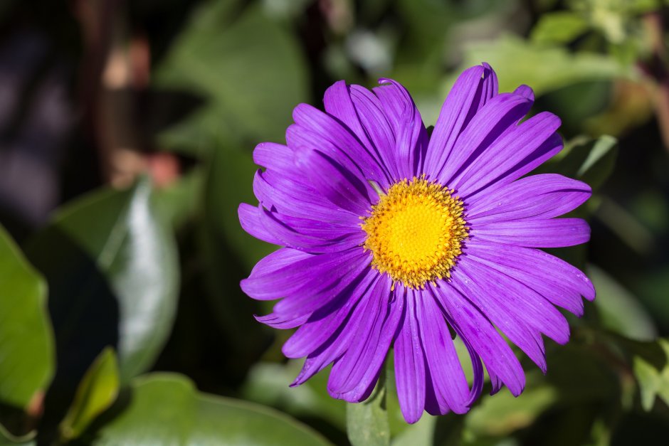 Маргаритки цветы фиолетовые